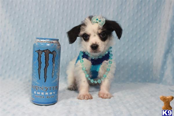 lvpuppyheaven Picture 1